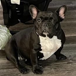 French Bulldogs from GMK Kennel