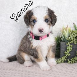 Bernedoodle Puppies from O’Hearon’s Amazing Puppies