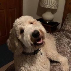 Bernedoodle, Labradoodle, and Poodle All Grown Up from Painted Doodles Farm LLC