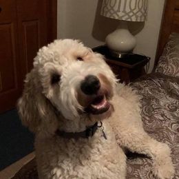 Bernedoodle, Labradoodle, and Poodle All Grown Up from Painted Doodles Farm LLC