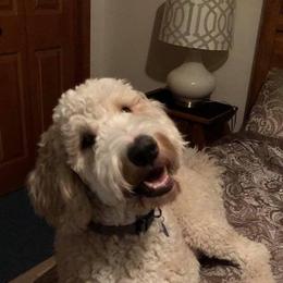 Bernedoodle, Labradoodle, and Poodle All Grown Up from Painted Doodles Farm LLC