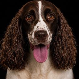 Lilo - English Springer Spaniel