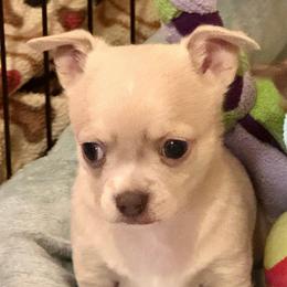 Briggs - Cream and white male Chihuahua puppy in Brooklyn, Connecticut from Ladybug Chihuahuas