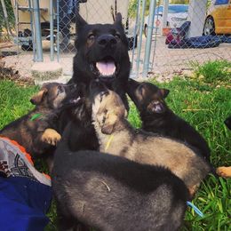 German Shepherd Puppies from Keys K9s