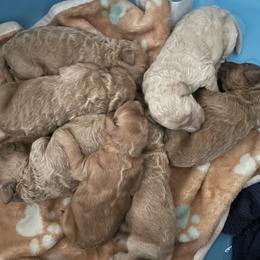 Goldendoodle and Poodle Puppies from Still Waters Farm
