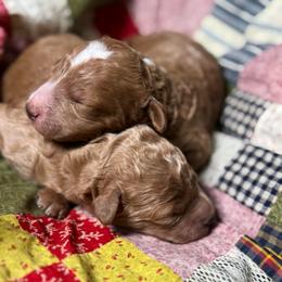 Boy 2 - Red  male Goldendoodle puppy in Belgreen, Alabama from Scott’s Farm Poodles and Doodles