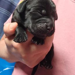 Girl 2 - Black female Labrador Retriever puppy in Saunemin, Illinois from Shooting Star Labs