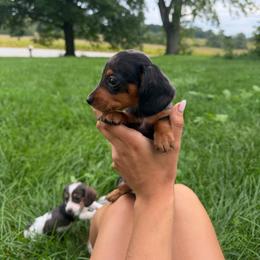 Minnie - Dapple female Dachshund puppy in Ridgeville, Indiana from McCord’s Standard Aussies