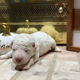 Mashed Potato - White male Lagotto Romagnolo puppy in Chicago, Illinois from Midwest Lagotto Romagnolo