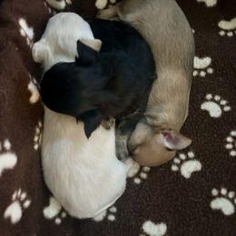 Chihuahua Puppies from Wild Mountain Chihuahuas