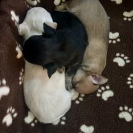 Chihuahua Puppies from Wild Mountain Chihuahuas