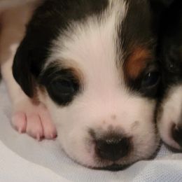 Boy 2 - Tri-color male Jack Russell Terrier puppy in California from Kimberlite