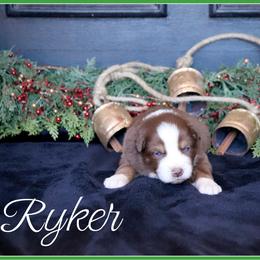 Ryker - Red tri male Miniature Australian Shepherd puppy in Madisonville, Texas from Flying LL Aussies