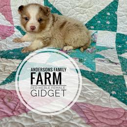 Gidget - Red merle female Miniature Australian Shepherd puppy in Kettle Falls, Washington from Ellie's Miniature Australian Shepherds