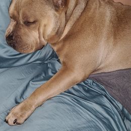 American Bully All Grown Up from Vixen Bully Camp