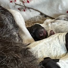 Wirehaired Pointing Griffon Puppies from Sagebrush Pointing Griffons