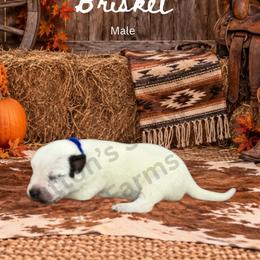 Brisket - Blue speckled male Australian Cattle Dog puppy in Oronogo, Missouri from Dutton's Show Me Farms