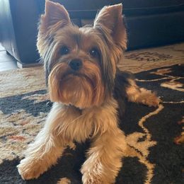 Yorkshire Terriers from Tonya's Yorkies of North Central Florida