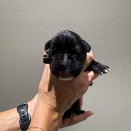 Pink - Brindle female Boxer puppy in Jamesville, New York from Reynolds Homestead Boxers