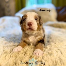 Green boy - Chocolate merle male Bernedoodle puppy in Valdese, North Carolina from Doodling All Day Goldendoodles