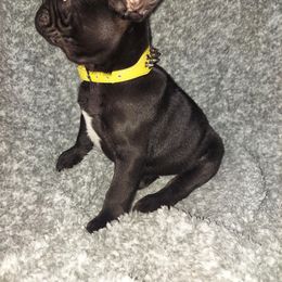 French Bulldog Puppies from Absolute Frenchie Connection