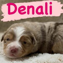 Denali - Red merle female Miniature Australian Shepherd puppy in South Central, Pennsylvania from Windy Hills Mini Aussies & Doodles
