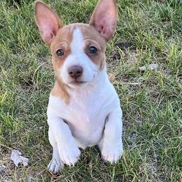 Teddy Roosevelt Terrier Puppies from Margo Lauritsen