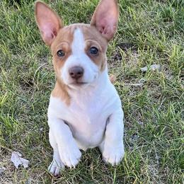 Teddy Roosevelt Terrier Puppies from Margo Lauritsen