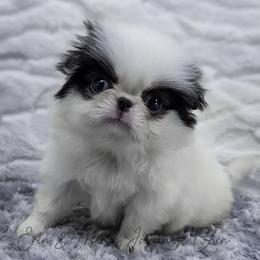Girl 2 - Black tan and white female Japanese Chin puppy in Johnson City, Tennessee from Erin & Friends Japanese Chin