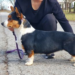 Beagle, Cardigan Welsh Corgi, and Pembroke Welsh Corgi All Grown Up from SM Corgis