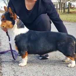 Beagle, Cardigan Welsh Corgi, and Pembroke Welsh Corgi All Grown Up from SM Corgis