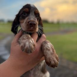 Boy 1 - Liver white and tan male English Springer Spaniel puppy in Fort Meade, Florida from Lake in the Hills Springers