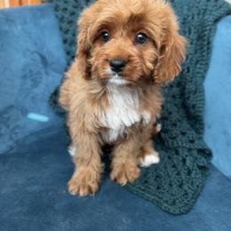 Pip (male - grey collar) - Red male Cavapoo puppy in Gilbert, Arizona from Azteddybeardoodles
