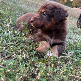 Copper (Boy 5) - Australian Shepherd puppy from H3 Aussies