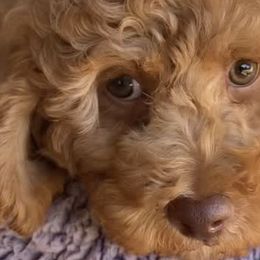 Cavapoos from Dana Sorino