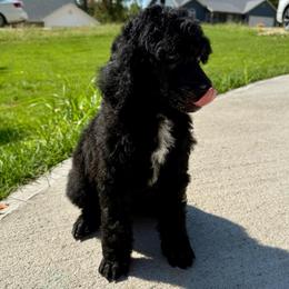 Blue - Silver male Poodle puppy in Camdenton, Missouri from Silver Lining Poodles