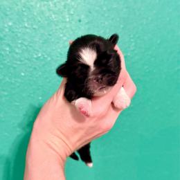 Girl 2 - Black and white female Shih Tzu puppy in Stroud, Oklahoma from Laik’s Little Shihtz & Poms