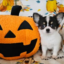 AKC Blair In Maine 3800.00 - Black and white female Chihuahua puppy in Newport, Maine from Pinewood Acres Chihuahuas