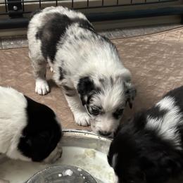Border Collie Puppies from Roaring River Border Collies