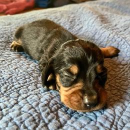 Farmer - Black and tan male Dachshund puppy in Brave, Pennsylvania from Maple Moon Mini Dachshunds