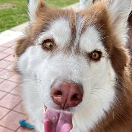Hazel - Siberian Husky