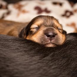 Earl Grey - Gray (blue) and cream male Dachshund puppy in North Reading, Massachusetts from The Well Tempered Dachshund