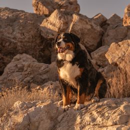 Bernese Mountain Dogs from Rebel Mountain Bernese