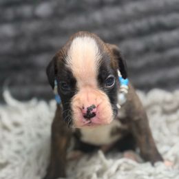 Pumpkin - Brindle male Boxer puppy in Russellville, Missouri from Soaring Royalty Canines LLC