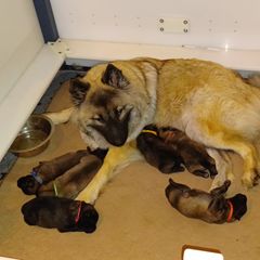 Eurasier puppies from Exquisite Eurasier