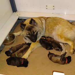 Eurasier puppies from Exquisite Eurasier