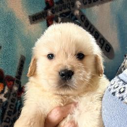 Blue Collar Boy - Golden male Golden Retriever puppy in Garrison, Montana from Mattiaci Goldens