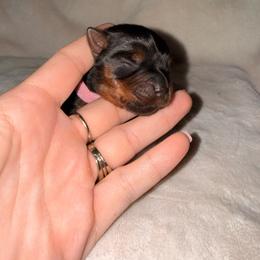 Pink girl - Black and tan female Yorkshire Terrier puppy in Booneville, Mississippi from Pinky's Puppies