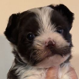 Sarge - Chocolate, tan and white male Yorkshire Terrier puppy in Lafayette, Georgia from Berggipfel Yorkies