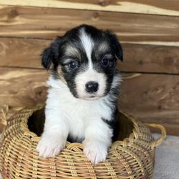 Farrah - Fluffy - Black and tan female Pembroke Welsh Corgi puppy in Stillwater, Oklahoma from Steele Family Farms